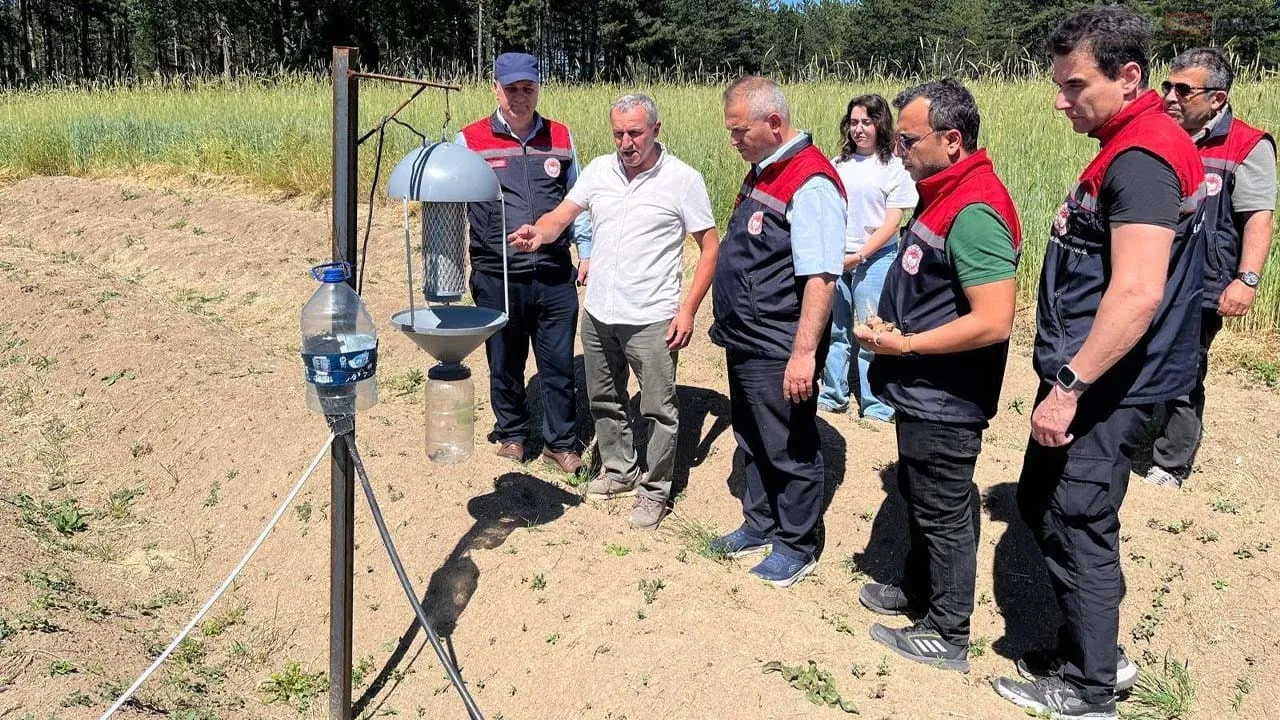 SAFRANBOLU’DA 27 DEKARLIK DEV SAFRAN TARLASI MERCEK ALTINDA